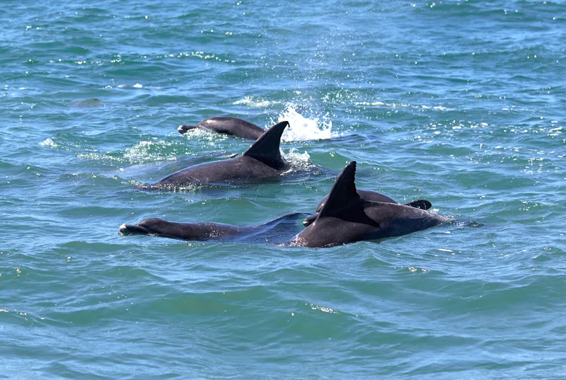 dauphins-bassin-arcachon